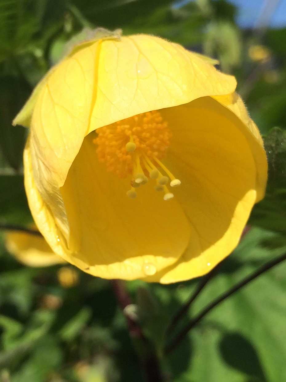 Abutilon x hybridum 'Apollo' – Flowering Maple (Chinese Lantern)