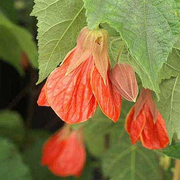 Abutilon x hybridum 'Cristina' – Flowering Maple (Chinese Lantern)