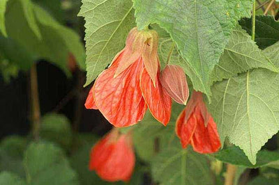 Abutilon x hybridum 'Cristina' – Flowering Maple (Chinese Lantern)