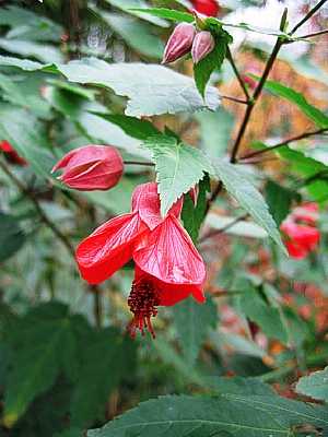 ABUTILON x hybridum 'Dwarf Red'