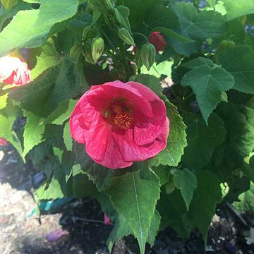 ABUTILON 'Kristin's Pink' (Available Now)