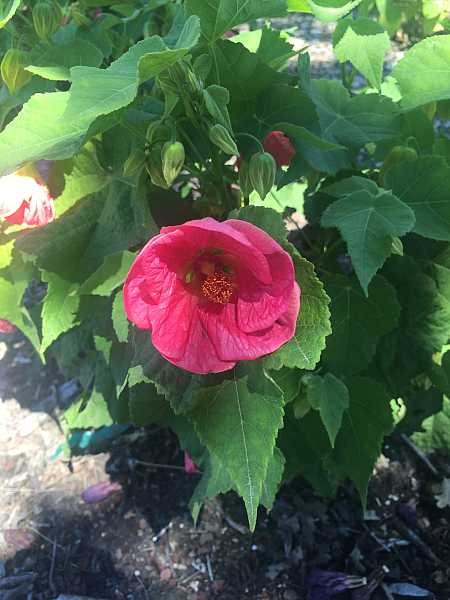Abutilon 'Kristin’s Pink' – Flowering Maple (Chinese Lantern)