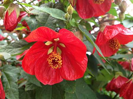 ABUTILON 'Lucky Lantern Red' (Available Now)