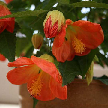 ABUTILON 'Lucky Lantern Tangerine' (Available Now)
