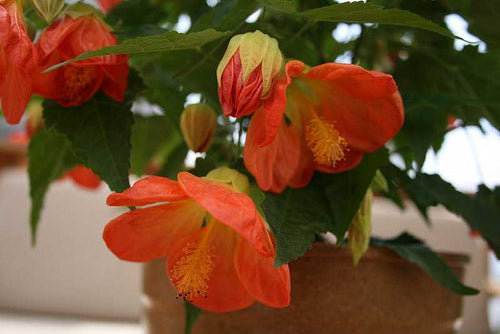 Abutilon 'Lucky Lantern Tangerine' – Flowering Maple (Chinese Lantern)