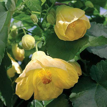 Abutilon x hybridum 'Moonchimes' – Flowering Maple (Chinese Lantern)