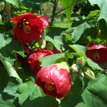 ABUTILON x hybridum 'Nabob'