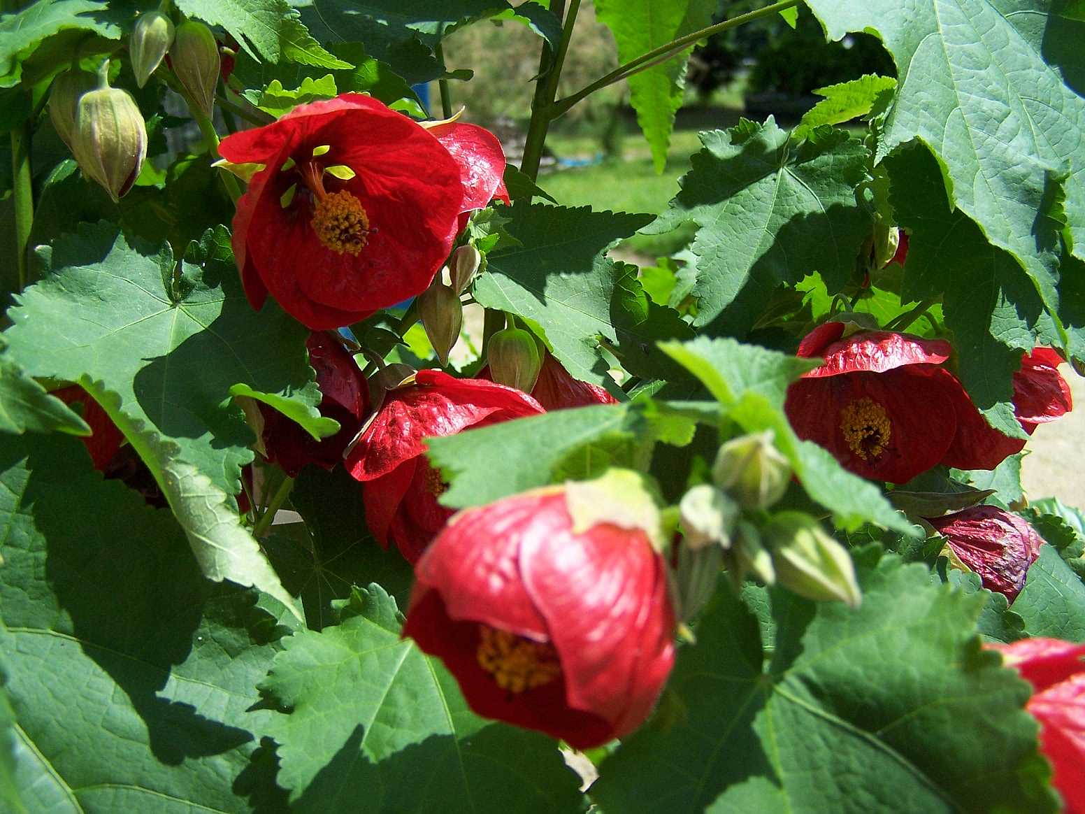 ABUTILON x hybridum 'Nabob'