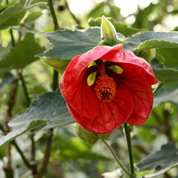 Abutilon 'Red Princess' – Flowering Maple (Chinese Lantern)