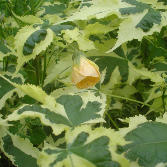 Abutilon x hybridum 'Savitzii' – Flowering Maple (Chinese Lantern)