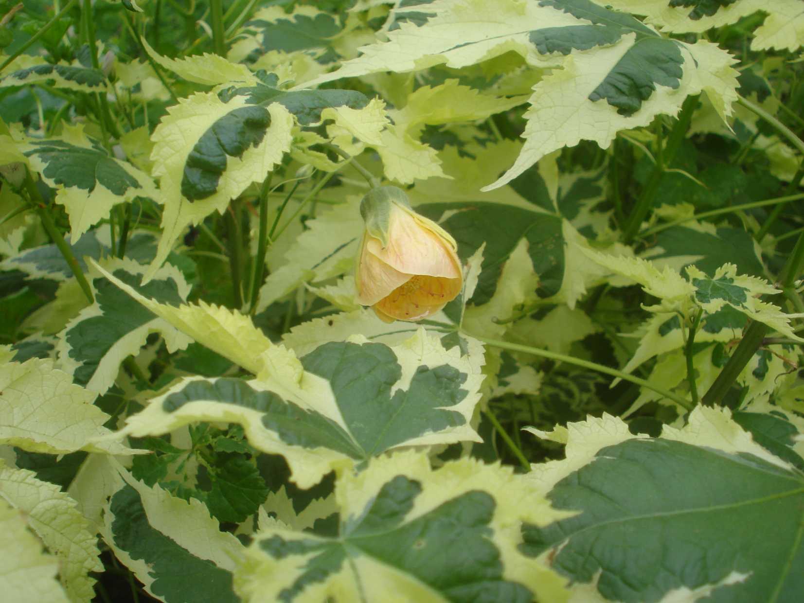 ABUTILON x hybridum 'Savitzii'
