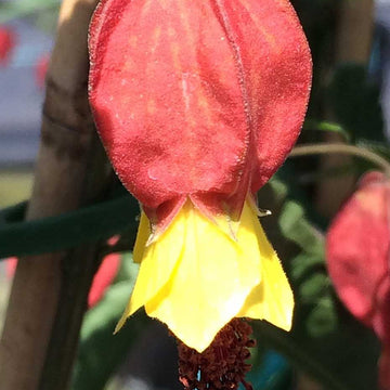 Abutilon 'Teardrop' – Flowering Maple (Chinese Lantern)