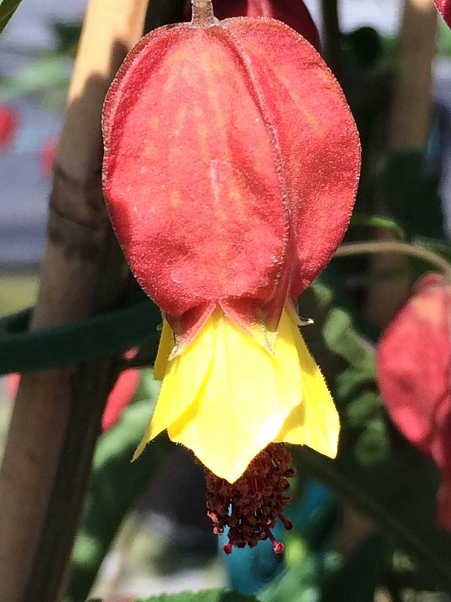 Abutilon 'Teardrop' – Flowering Maple (Chinese Lantern)
