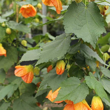ABUTILON 'Victor Reiter'