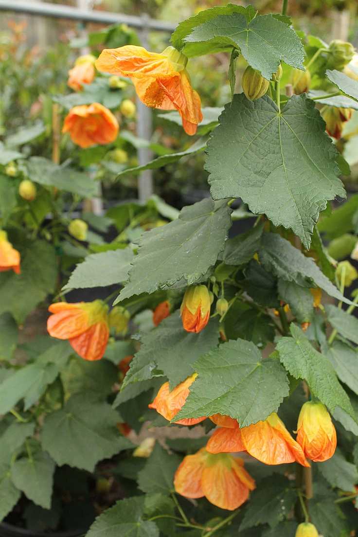 ABUTILON 'Victor Reiter'