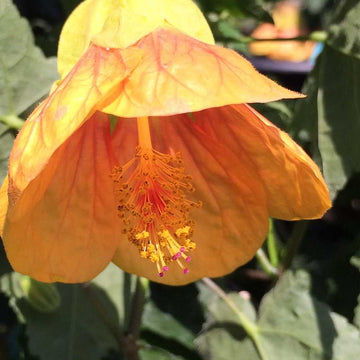 ABUTILON megapotamicum 'Halo'