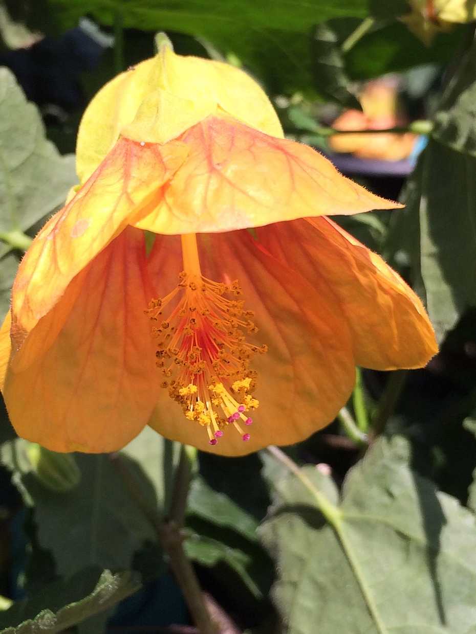 ABUTILON megapotamicum 'Halo'