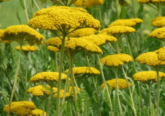 Achillea 'Coronation Gold' – Fernleaf Yarrow