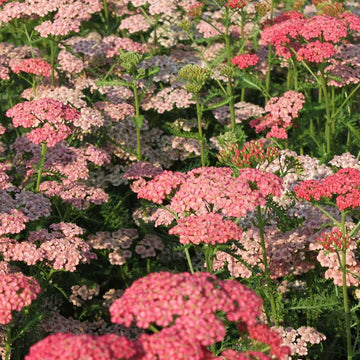 Achillea millefolium Tutti Frutti 'Apricot Delight' – Yarrow