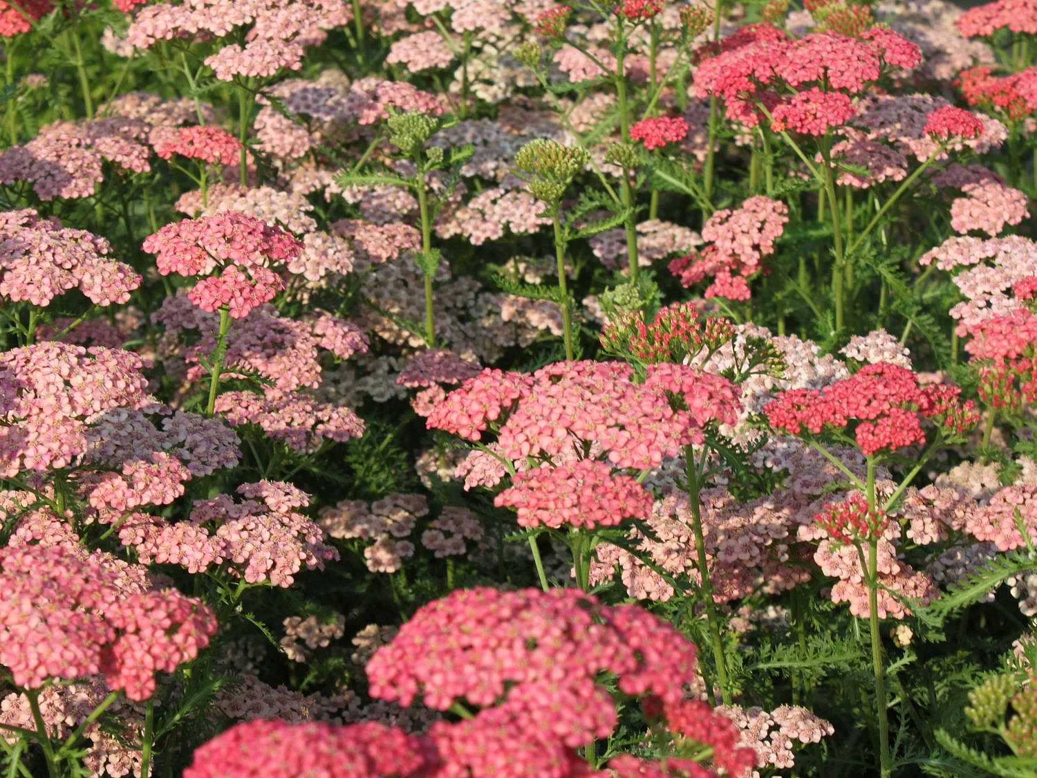 Achillea millefolium Tutti Frutti 'Apricot Delight' – Yarrow