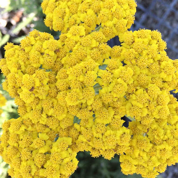 Achillea 'Little Moonshine' – Yarrow