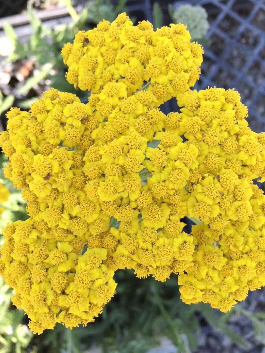 Achillea 'Little Moonshine' – Yarrow