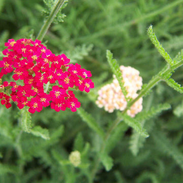 Achillea millefolium 'Paprika' – Yarrow