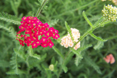 Achillea millefolium 'Paprika' – Yarrow