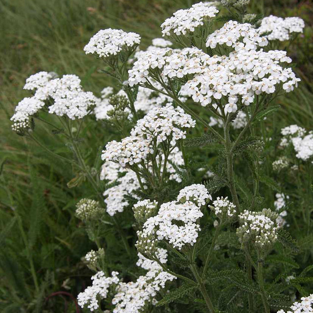 Achillea millefolium 'Sonoma Coast' – Yarrow