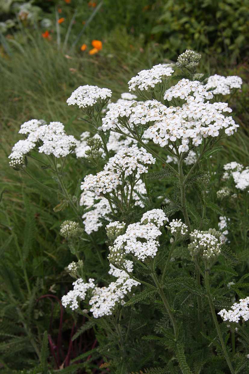 Achillea millefolium 'Sonoma Coast' – Yarrow
