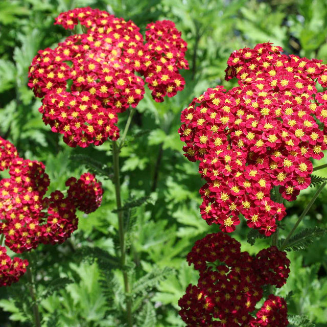 ACHILLEA millefolium 'Strawberry Seduction' (Yarrow)