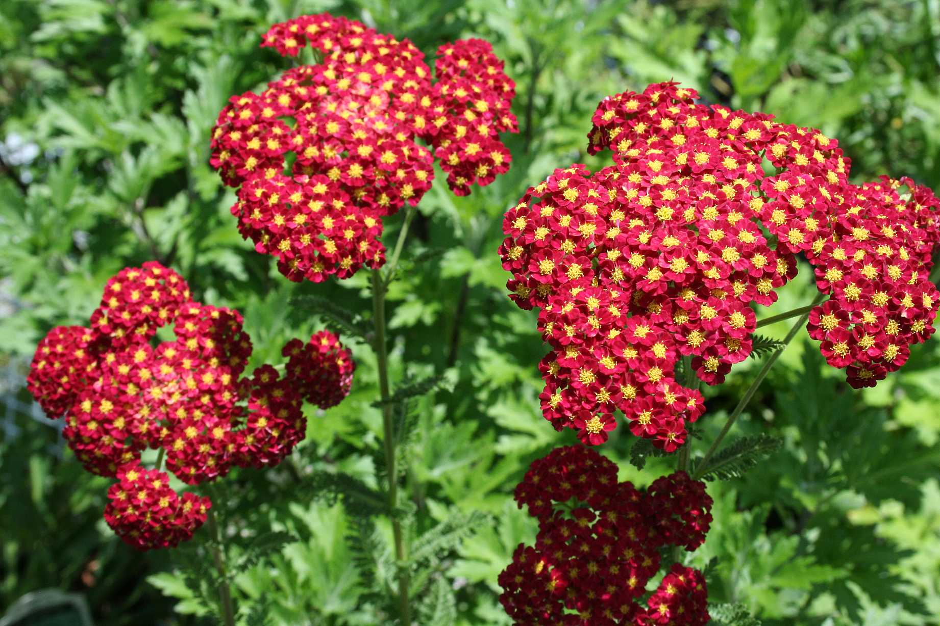 ACHILLEA millefolium 'Strawberry Seduction' (Yarrow)