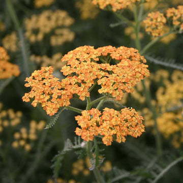 Achillea millefolium 'Terracotta' – Yarrow
