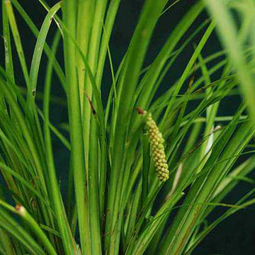 ACORUS gramineus 'Licorice'