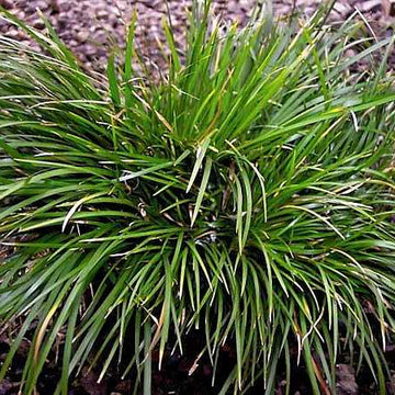 ACORUS gramineus 'Pusillus' (Available Now)