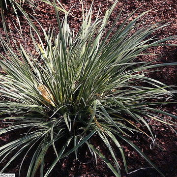 Acorus gramineus variegatus – White Striped Sweet Flag