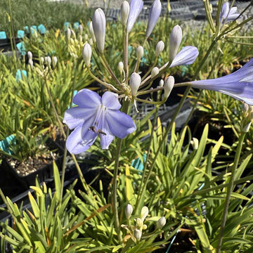 AGAPANTHUS 'Peter Pan' (Available Now)