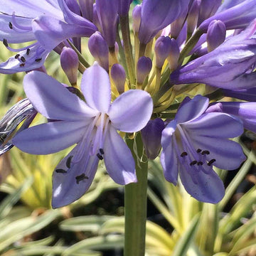 AGAPANTHUS africanus cv 'Ponto's Queen of the Nile'