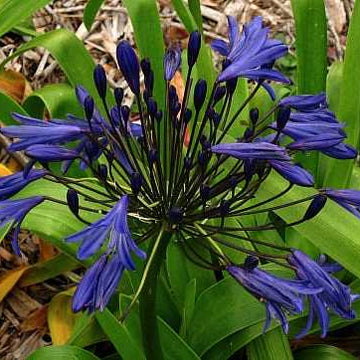 AGAPANTHUS 'Storm Cloud' (Available Now)