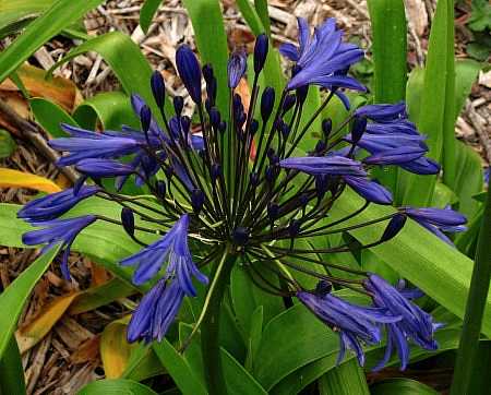Agapanthus 'Storm Cloud' – Lily-of-the-Nile