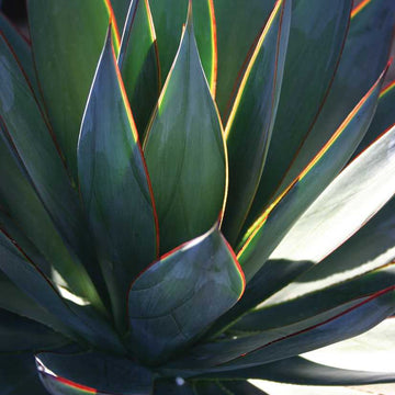 Agave 'Blue Glow' – Blue Glow Agave