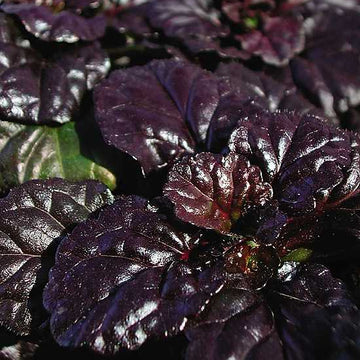 AJUGA reptans 'Black Scallop' (Available Now)