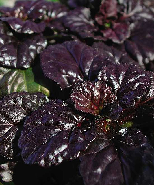 Ajuga reptans 'Black Scallop' – Carpet Bugle