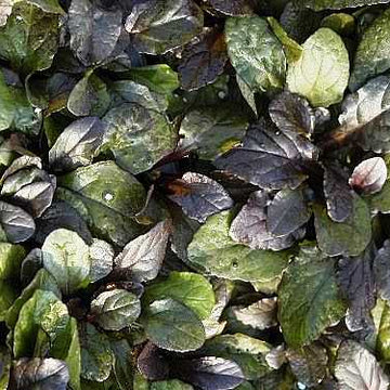 AJUGA reptans 'Bronze Beauty' (Available Now)