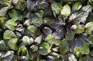 Ajuga reptans 'Bronze Beauty' – Carpet Bugle