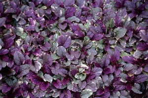 Ajuga reptans 'Burgundy Glow' – Carpet Bugle