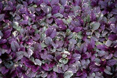 Ajuga reptans 'Burgundy Glow' – Carpet Bugle
