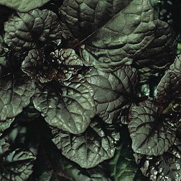 AJUGA reptans 'Catlin's Giant' (Available Now)
