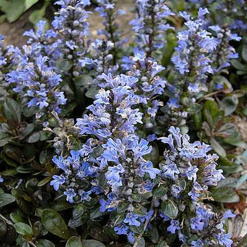 AJUGA reptans 'Chocolate Chip'