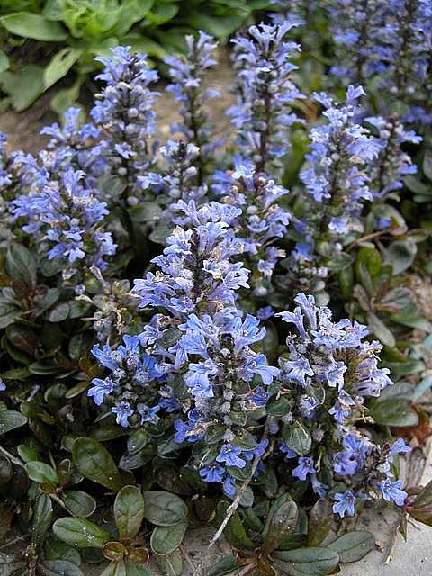 Ajuga reptans 'Chocolate Chip' – Carpet Bugle